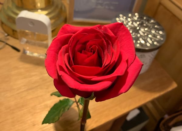 2024.02｜English Version